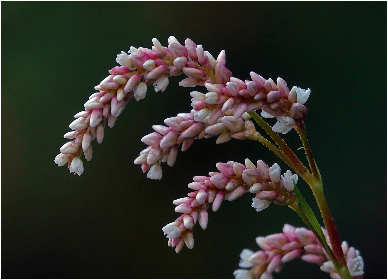 Image of Persicaria lapathifolia specimen.