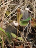 Gentianella lingulata. Верхушка растения с одним плодом. Архангельская обл., Вельский р-н, окр. пос. Усть-Шоноша. 24.07.2010.