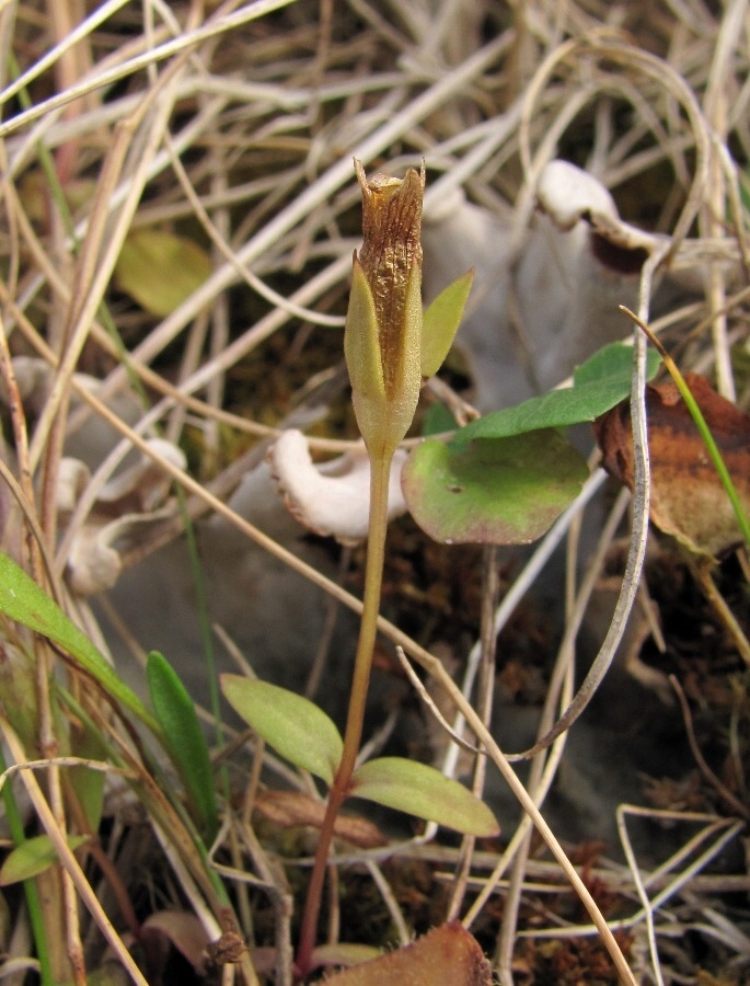 Image of Gentianella lingulata specimen.