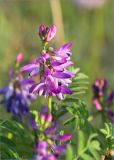 Astragalus subpolaris. Соцветие. Мурманская обл., п-ов Средний, побережье Большой Волоковой губы, разнотравный приморский луг. 12.07.2023.