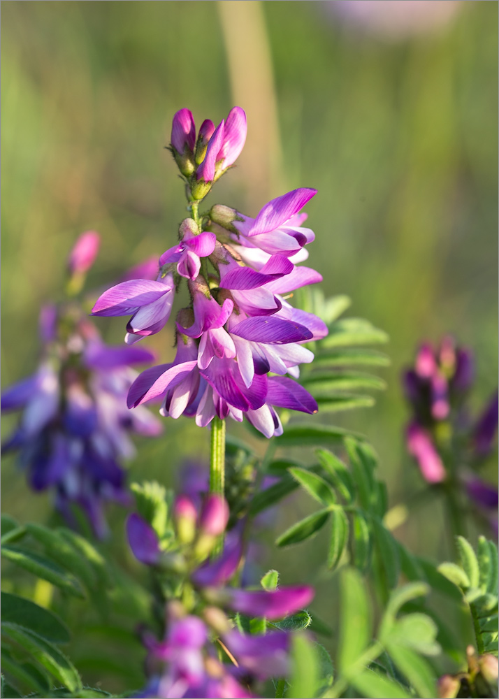 Image of Astragalus subpolaris specimen.