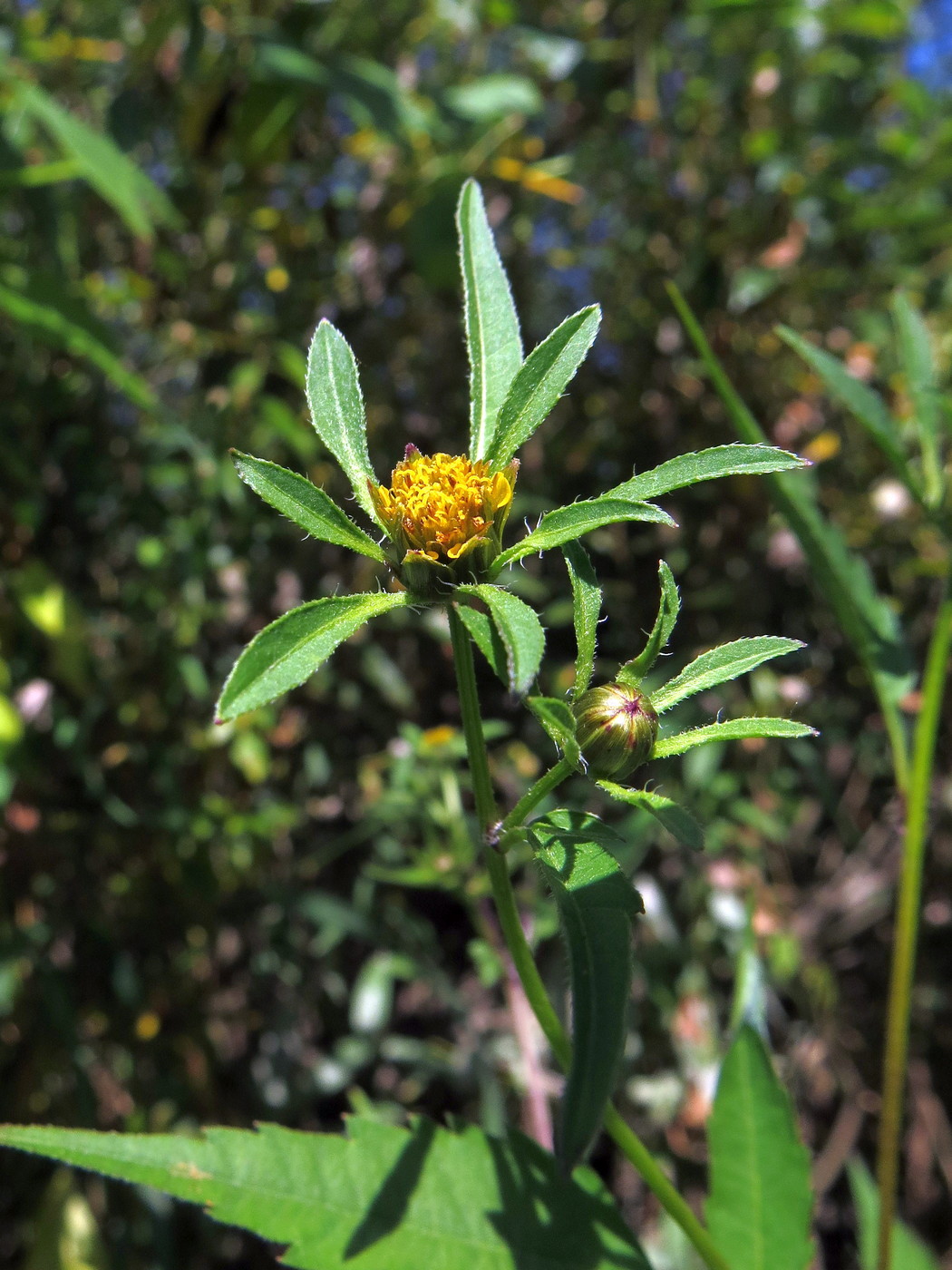 Изображение особи Bidens frondosa.