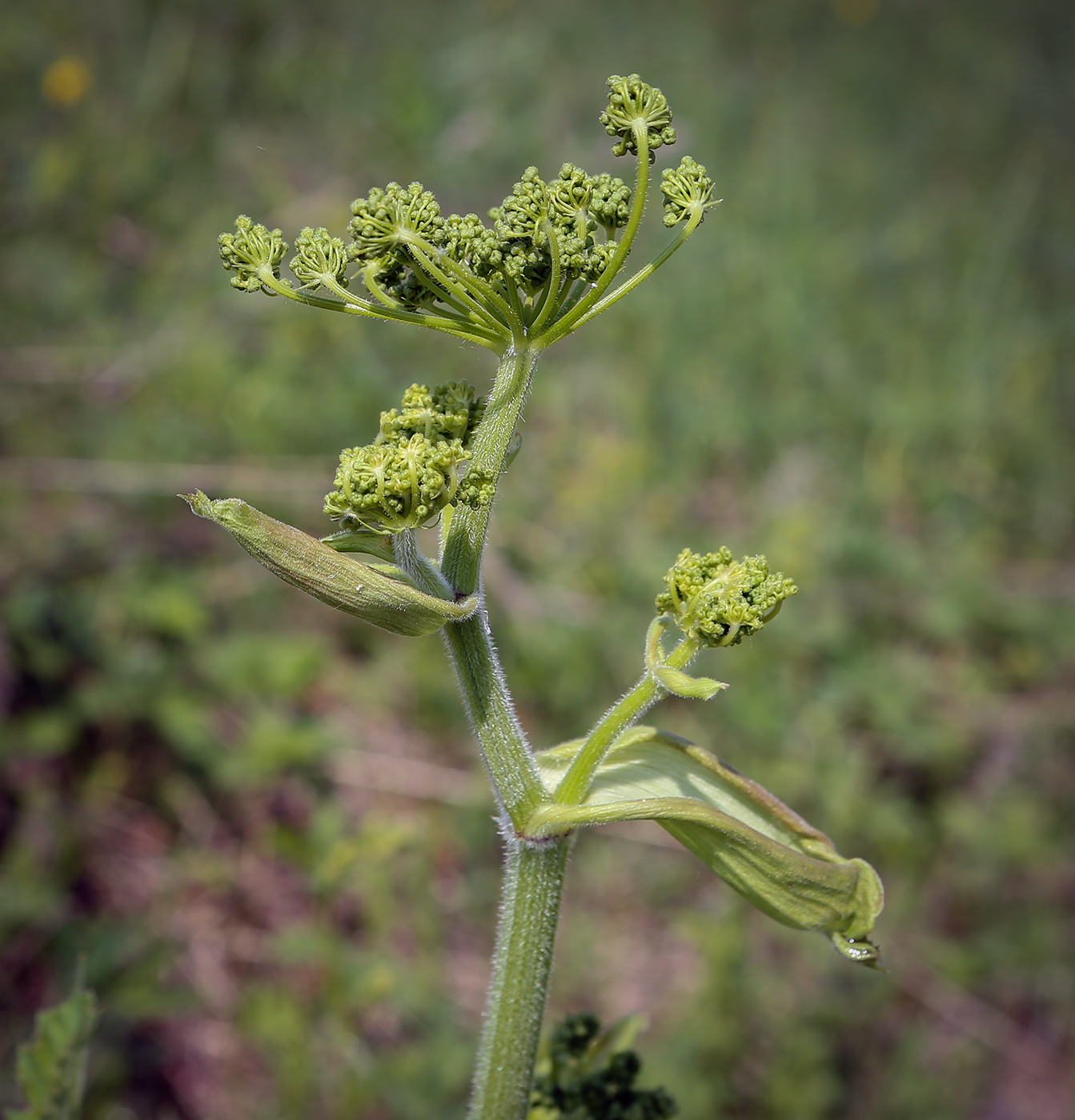 Изображение особи Heracleum sibiricum.