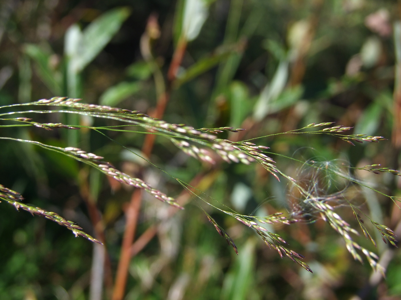 Image of Agrostis clavata specimen.