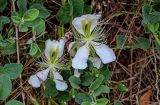 Capparis herbacea