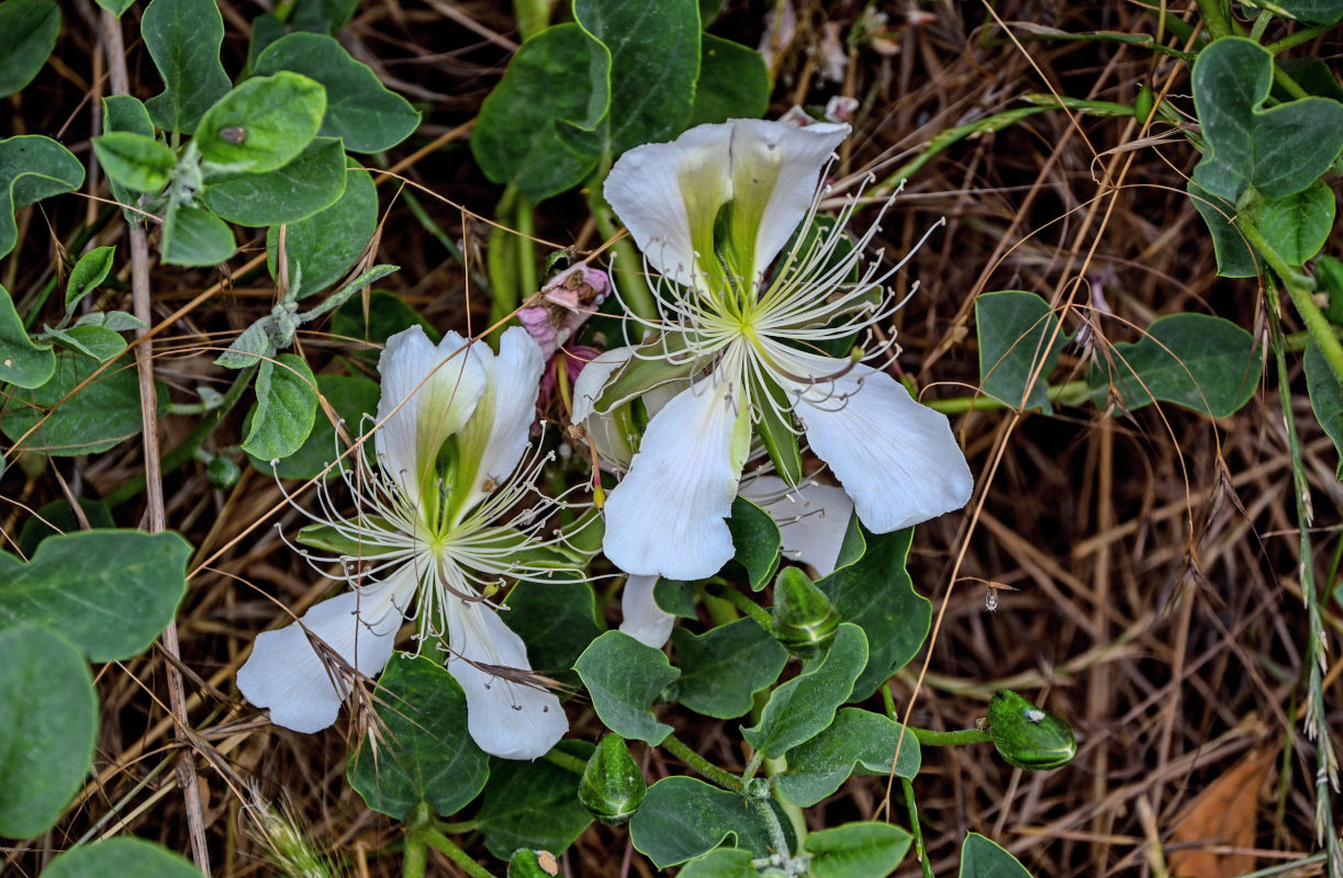 Изображение особи Capparis herbacea.