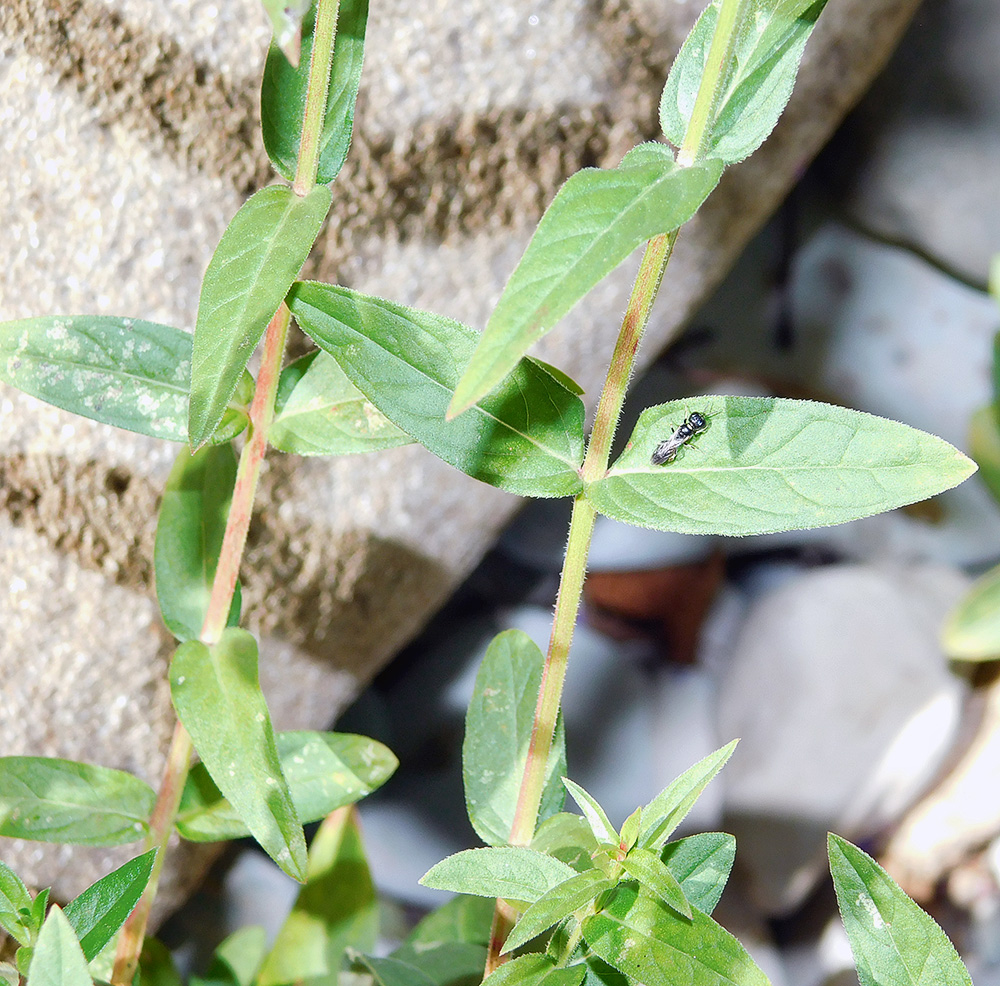 Image of Lythrum salicaria specimen.