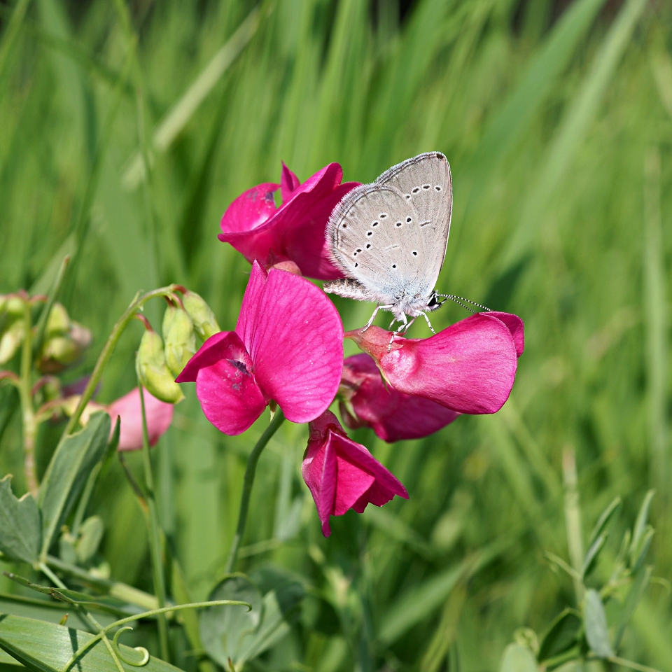 Image of Lathyrus tuberosus specimen.