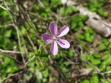 семейство Geraniaceae. Цветок. Краснодарский край, г/о Сочи, Адлерский р-н, с. Красная Воля, у забора. 04.05.2021.