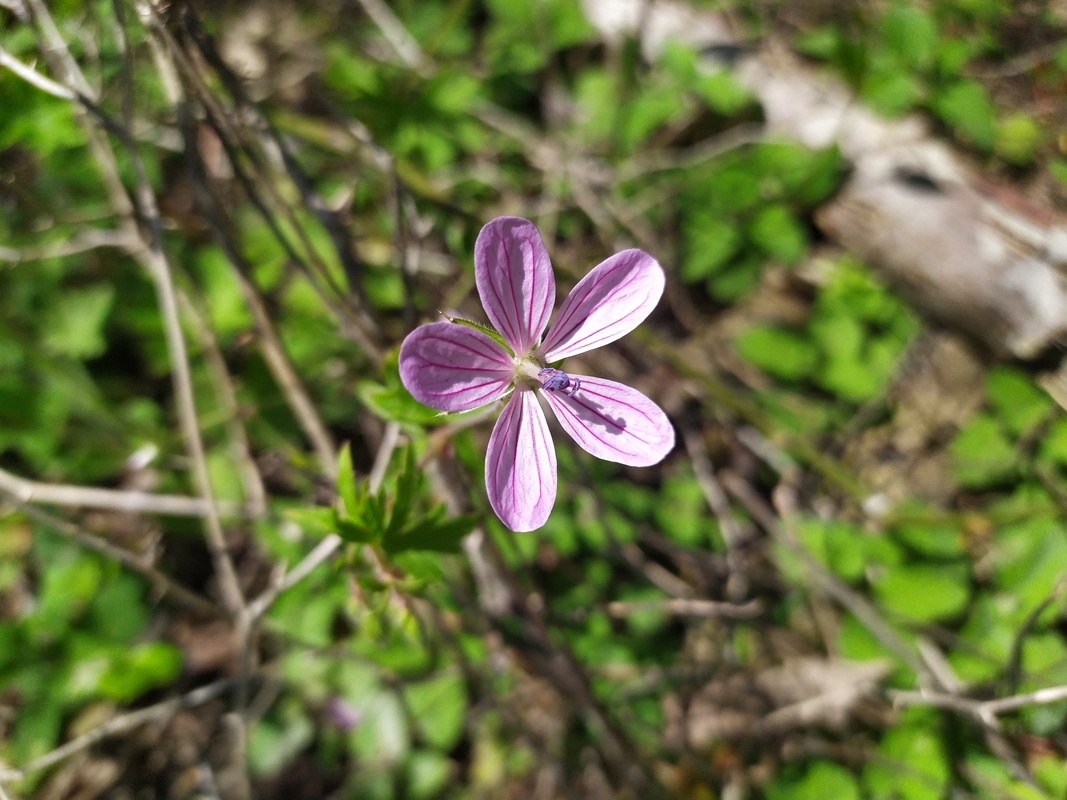 Изображение особи семейство Geraniaceae.