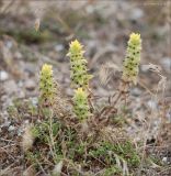 Sideritis montana