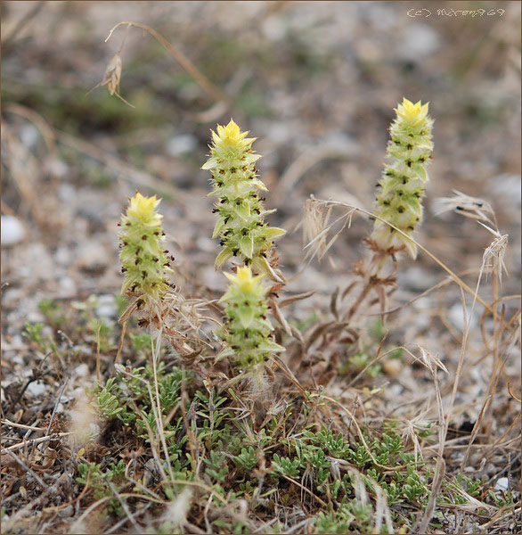 Image of Sideritis montana specimen.