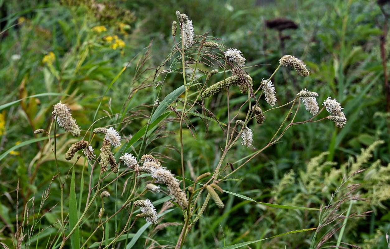 Изображение особи Sanguisorba tenuifolia.