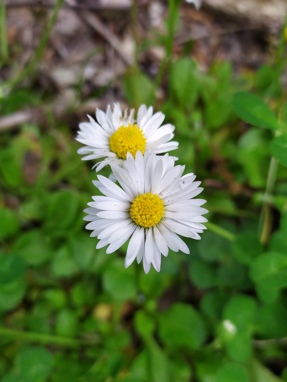 Изображение особи Bellis perennis.
