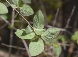 Lonicera xylosteum. Верхушка побега (видна абаксиальная поверхность листьев). Испания, автономное сообщество Каталония, провинция Жирона, комарка Ла-Гарроча, муниципалитет Ла-Валь-де-Бианья, подр-н (субкомарка) Л’Альта-Гарроча, 870 м н.у.м., перевал Capsacosta, смешанный лес. 05.05.2024.