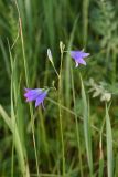 Campanula patula