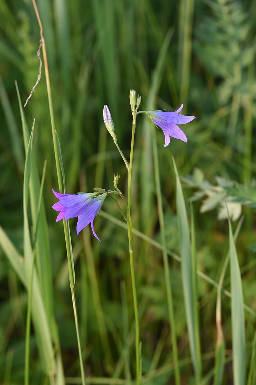 Image of Campanula patula specimen.