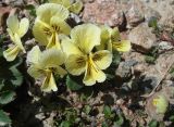 Viola altaica