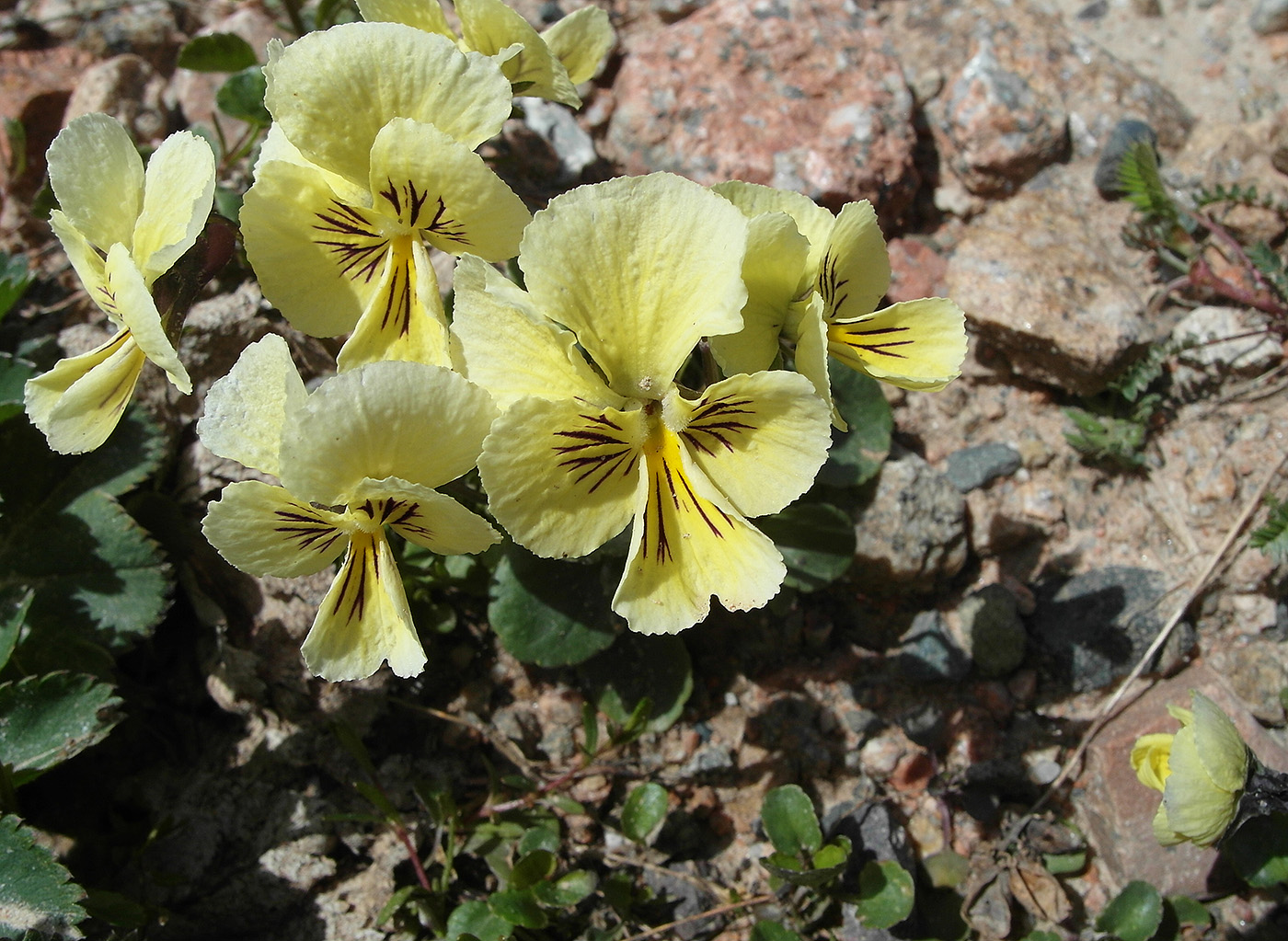 Изображение особи Viola altaica.