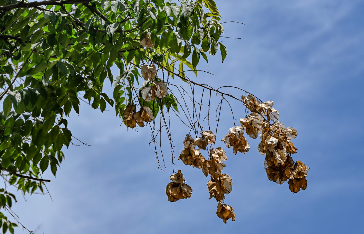 Изображение особи Koelreuteria bipinnata.