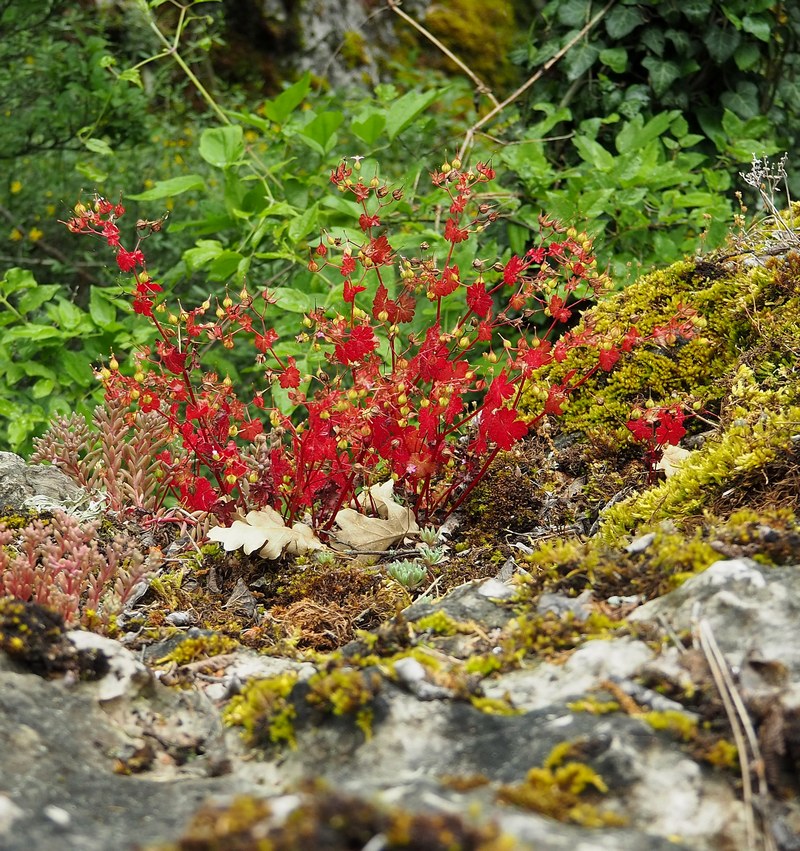 Image of Geranium lucidum specimen.
