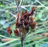 Primula veris