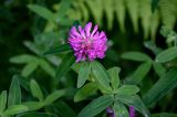 Trifolium medium