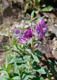 Chamaenerion latifolium