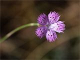 genus Dianthus. Цветок. Турция, пров. Анталья, р-н Кумлуджа, окр. вдхр. Алакыр, каменистая обочина грунтовой дороги, маквис. 31.05.2024.