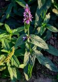 Stachys palustris