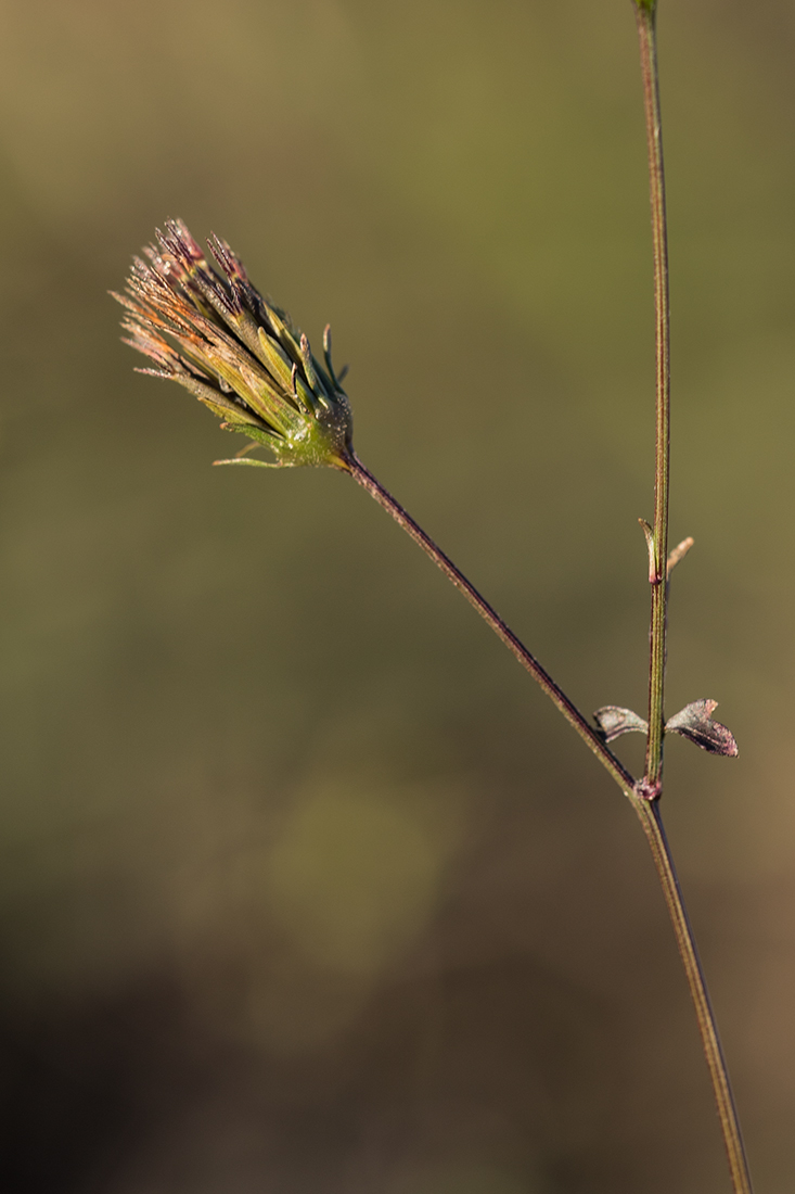 Image of Bidens bipinnata specimen.