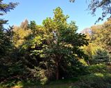 Catalpa bungei