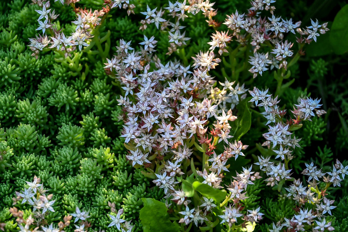 Изображение особи род Sedum.