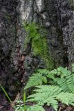 Amblystegium serpens