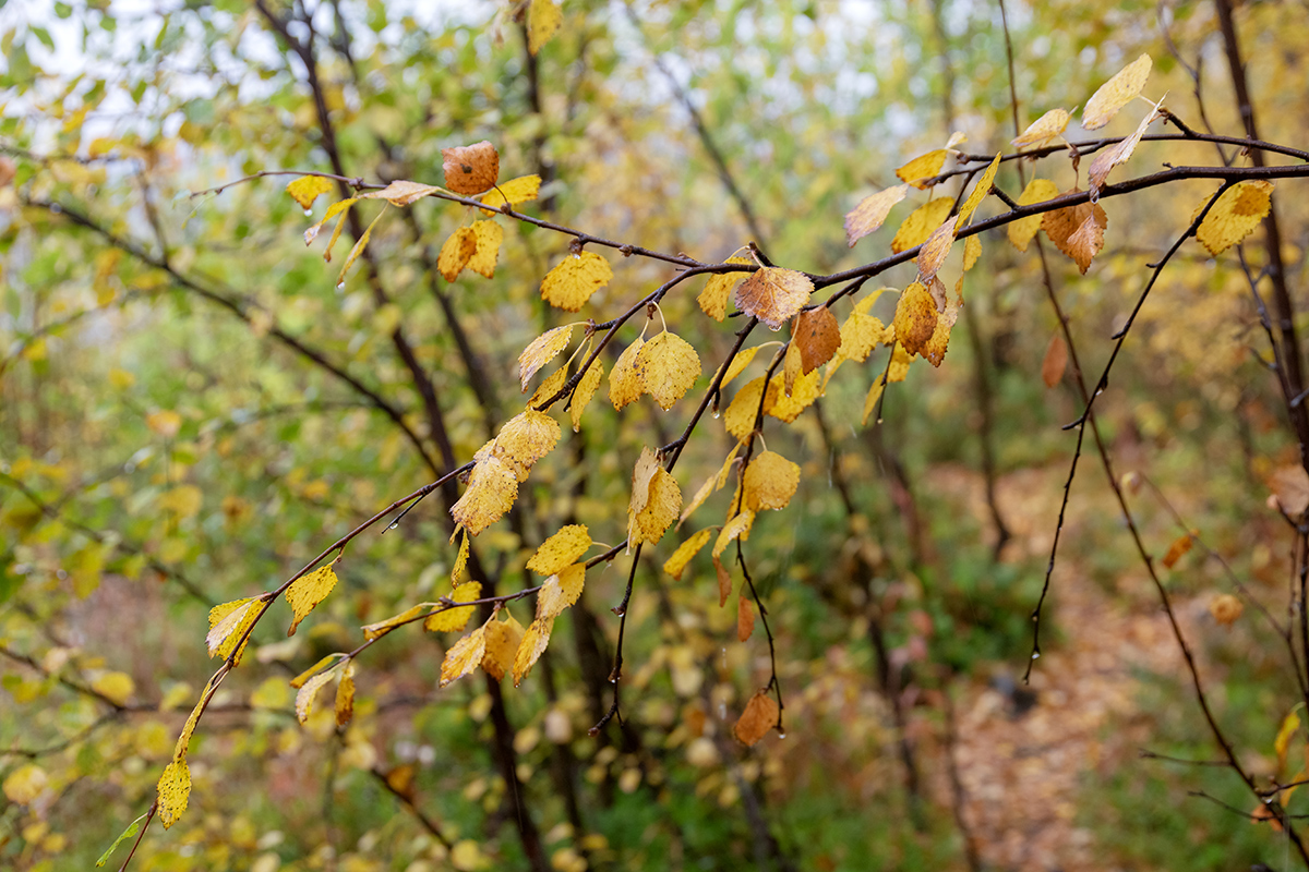 Image of Betula czerepanovii specimen.