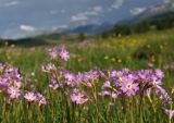Primula nutans. Соцветия. Алтай, Северо-Чуйский хребет, басс. р. Куркурек. 22.06.2010.