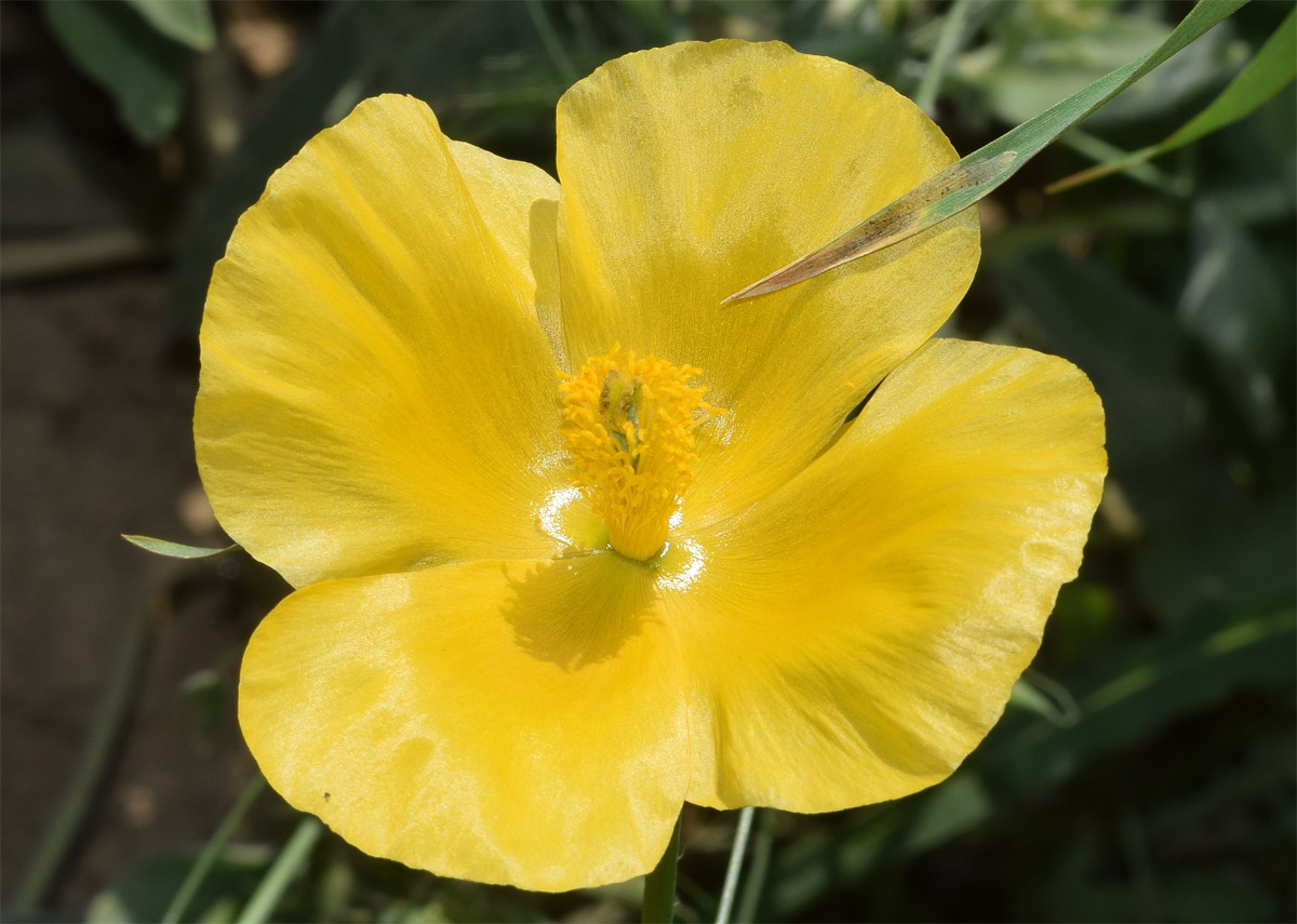Image of Glaucium fimbrilligerum specimen.