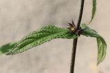 Stachys palustris
