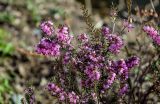 Erica carnea