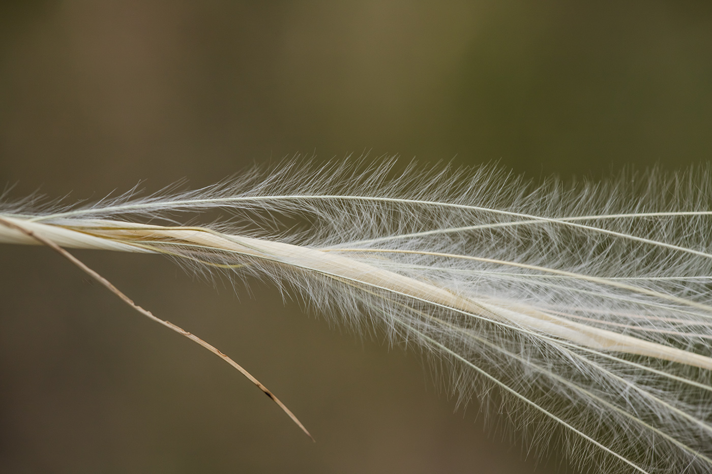 Изображение особи род Stipa.