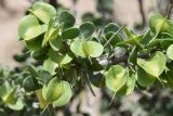 Zygophyllum gontscharovii. Плоды. Таджикистан, Хатлонская обл., Кабодиёнский р-н, хр. Актау, горы Ходжа-Казиан, ур. Тахти-Сангин, сухой каменистый склон. 14 апреля 2025 г.