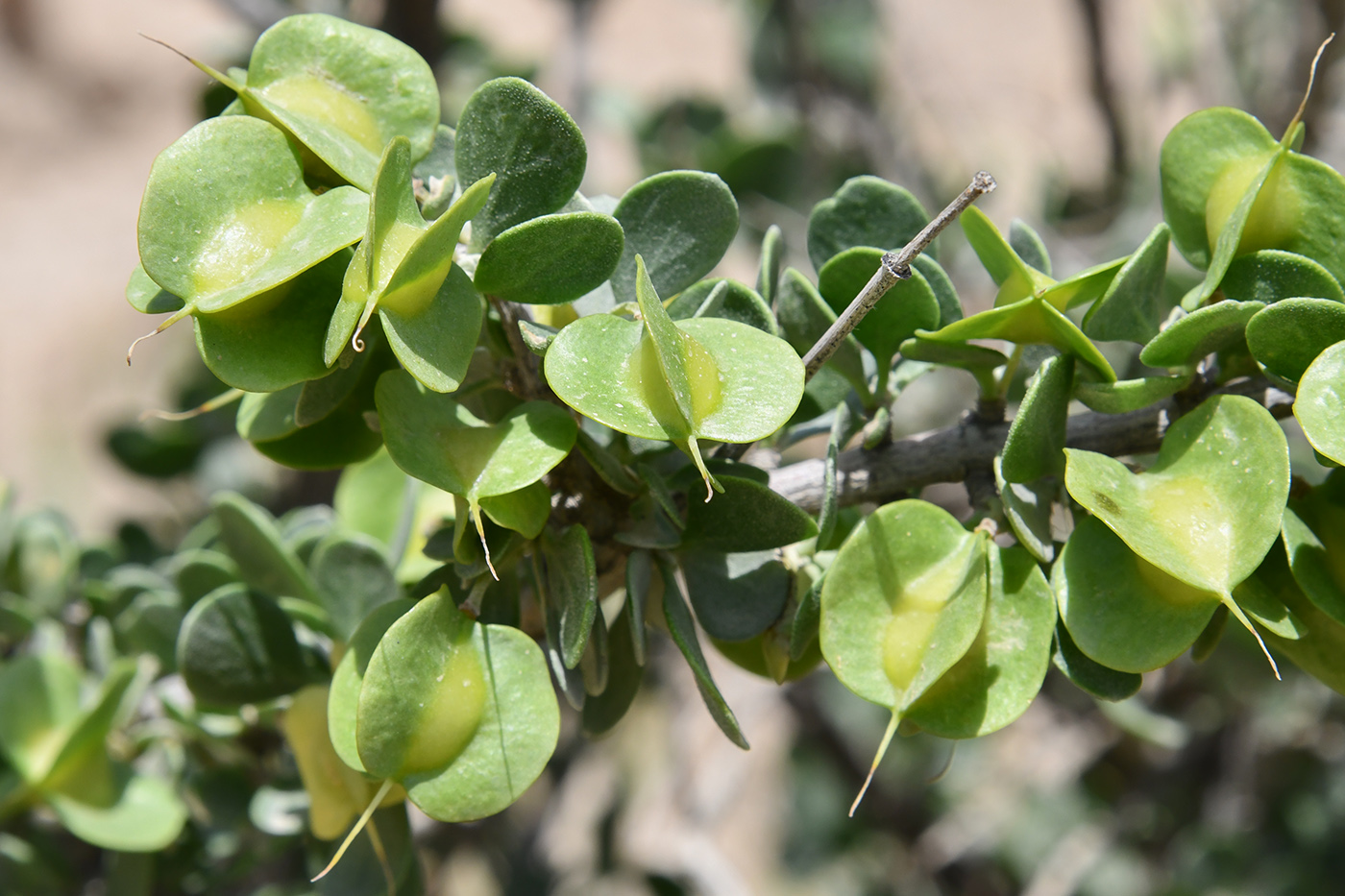 Image of Zygophyllum gontscharovii specimen.