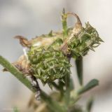 Medicago saxatilis. Плоды. Крым, Бахчисарайский р-н, окр. с. Танковое, берег водохранилища, известняковый склон. 05.06.2025.