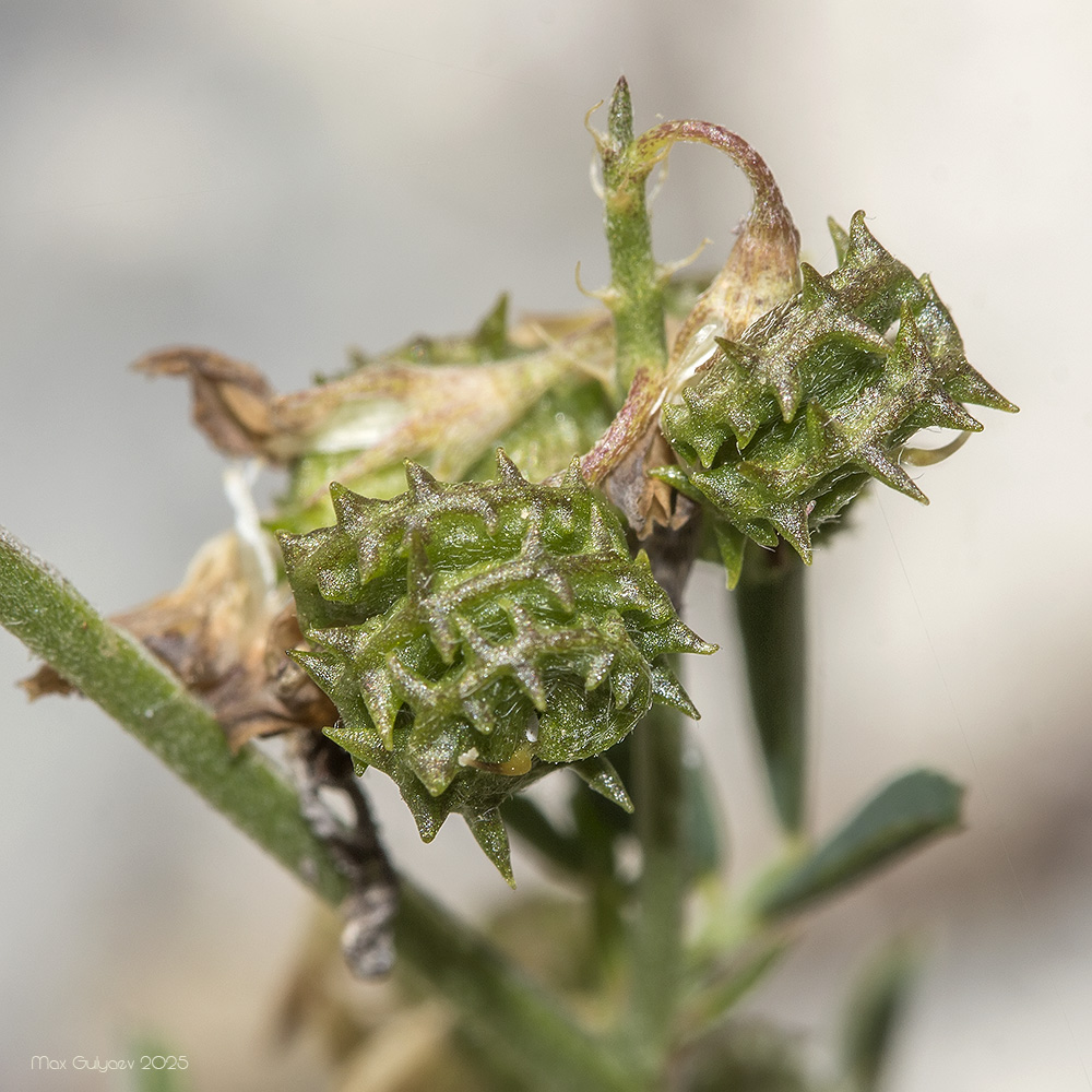 Изображение особи Medicago saxatilis.