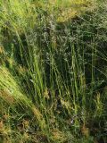 Festuca rubra. Цветущие(?) растения в сообществе с Rumex acetosella. Ленинградская обл., Ломоносовский р-н, окр. Шепелёвского маяка; п-ов Каравалдай, побережье Финского залива, суходольный разнотравно-злаковый луг среди смешанного леса за береговым валом. 22.06.2025.
