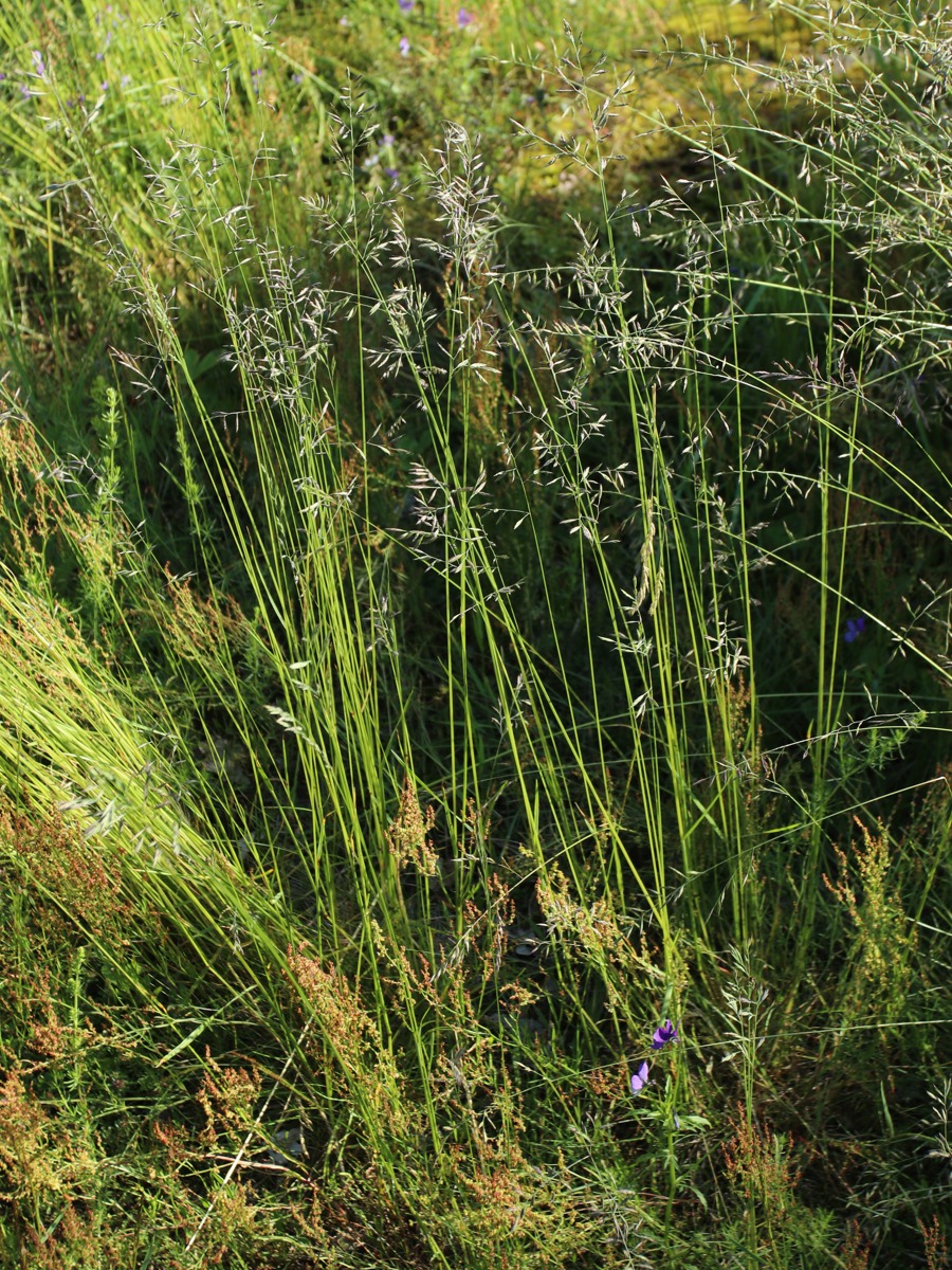 Image of Festuca rubra specimen.