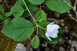 Magnolia sieboldii