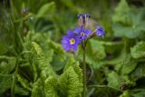 Primula amoena