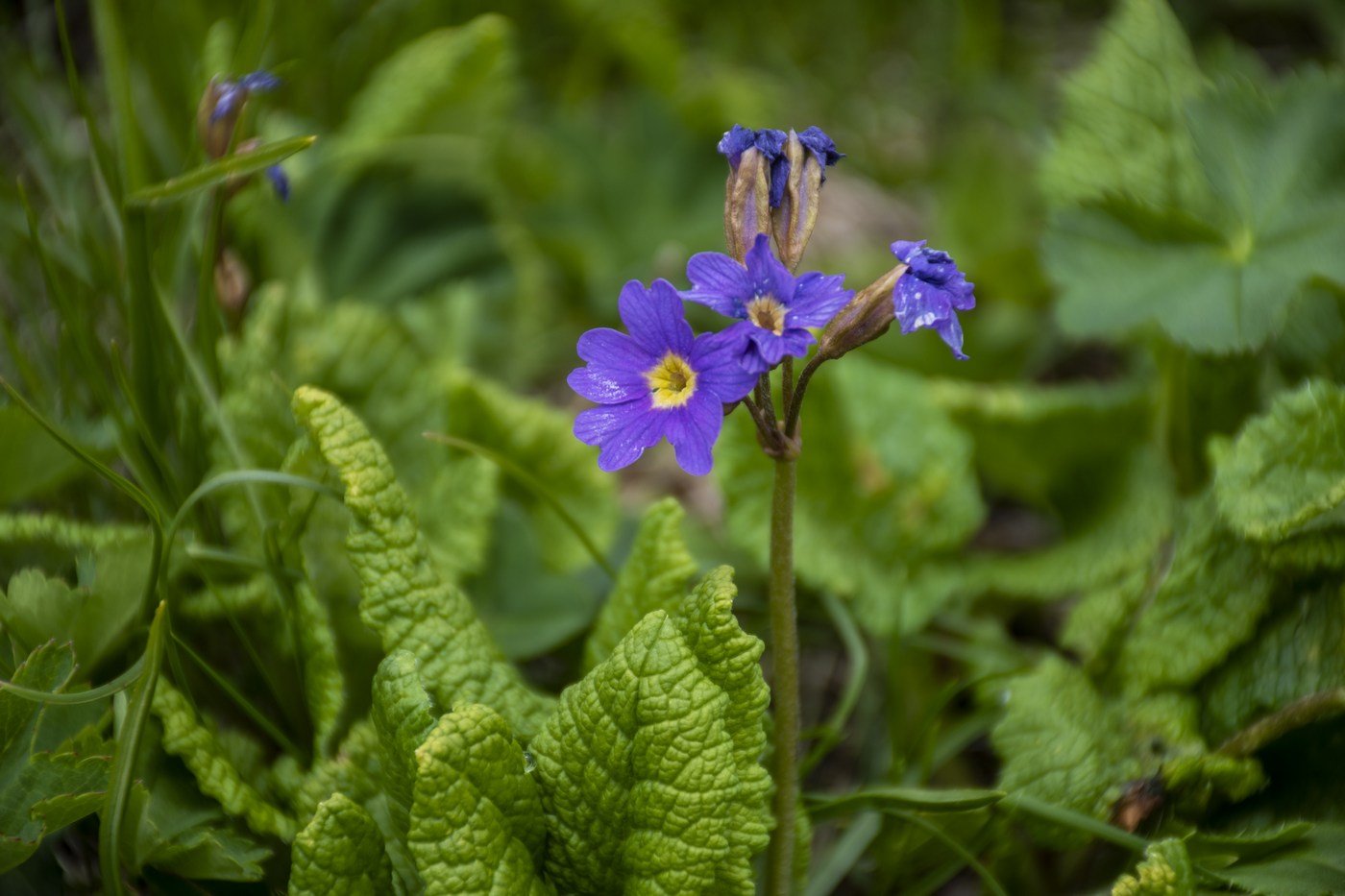 Image of Primula amoena specimen.