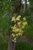genus Populus. Ветвь. Турция, ил Ван, рядом с водопадом Мурадие, левый берег р. Бендимахи, роща. 20 мая 2025 г.